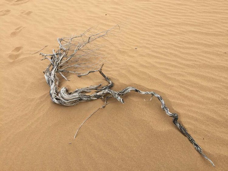 简篇-穿宁夏越内蒙——匆匆旅记第二天