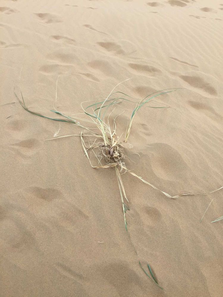 简篇-穿宁夏越内蒙——匆匆旅记第二天