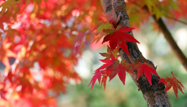 173507520.png image.png