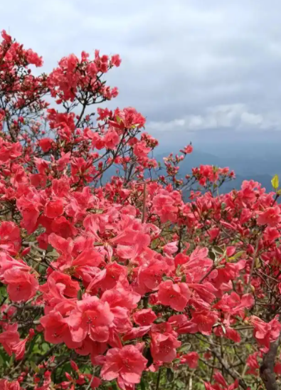 040903239.png image.png