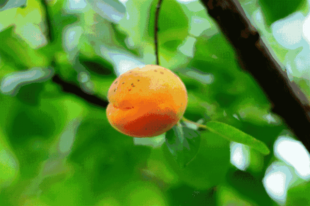鏋滈.gif