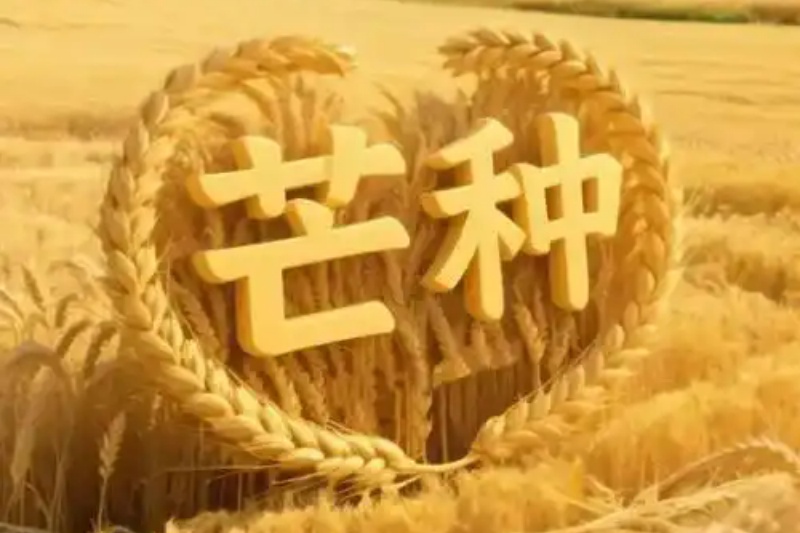 芒种2.webp_副本