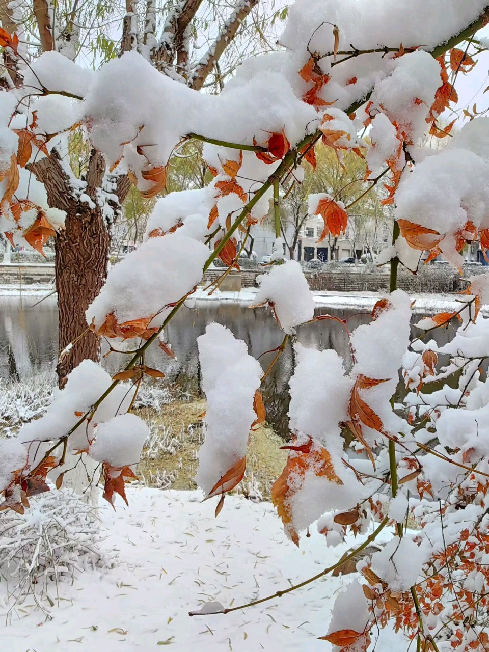 [爱心]《雪》[爱心]文/        子 耕