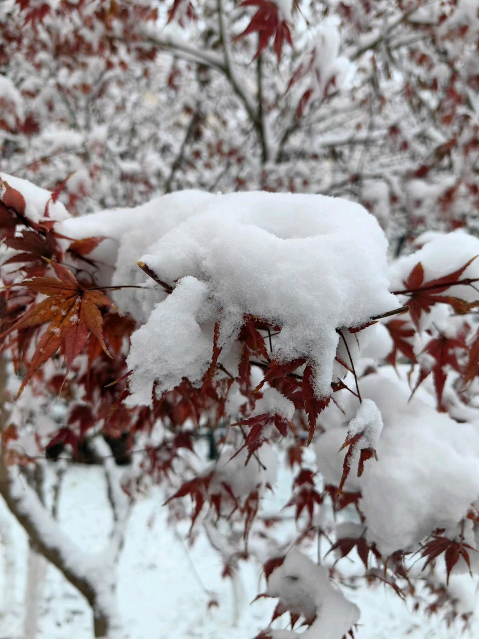 《2025年的第一场雪》文/李振来