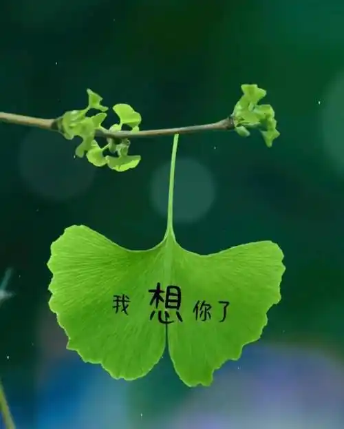 《想你是一种美丽》作者：时光若蘭  朗诵：老菩提  太阳花空中朗诵俱乐部0372期