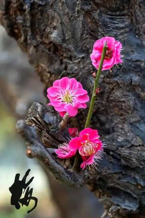 一个人安静地坐在窗前遐思/不忘初心（河北刘华亮）
