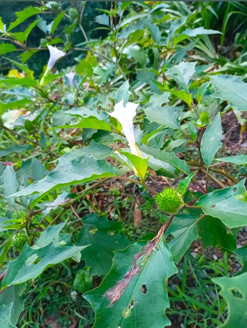 曼陀罗下的沉沦——严学进——《诗韵摇篮》征稿——都市头条