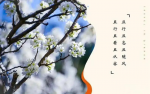 【中国雨巷文学社】第1184期 现代诗《给春天的信》作者：龚小猪 - 长沙