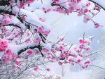 【终盼一场雪】长安飞雪一一记入冬以来及2025年第一场雪：文/王科（陕西西安）