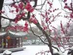 【终盼一场雪】长安飞雪一一记入冬以来及2025年第一场雪：文/王科（陕西西安）