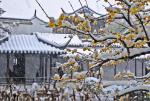 【终盼一场雪】长安飞雪一一记入冬以来及2025年第一场雪：文/王科（陕西西安）