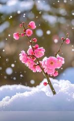中华红旗国际诗社~北京头条~【雪梅情】外一首·作者/天外来客黄洪伟·主播/美美