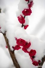梅雪恋‖文/曹建成