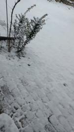 【故道文化·古风·7725】王传华《乙巳初雪》