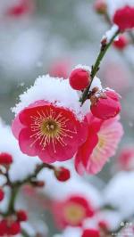 【旗舰版】连珠体 梅雪吟 文/戴建中（江苏）