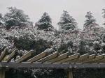 今冬第一场雪  ‖文/不忘初心