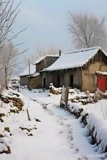 鹧鸪天·雪日访邻‖文/李思義（山东临沂）