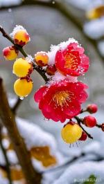 《五绝：咏腊梅》文/侯洁——山东诗人