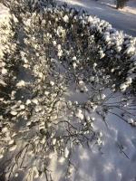 周丽《雪花》诵/利君