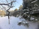 金泽《晋地飞雪》诵/丽人