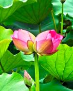 严锦学《心中的那朵莲》诵读：静心