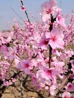 【卜算子慢•桃花诺】（外三首）——文/冷月轩主——《诗韵摇篮》征稿——都市头条