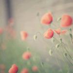 日常的诗（外三首）——文:阿琼——《诗韵摇篮》征稿——都市头条