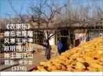 新作诗画连载3316《农家乐》作者宋宗友（吉林）编辑孙秀兰20251216