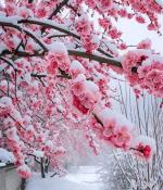 春天 我在雪下等你（外二首)——王福生——《诗韵摇篮》征稿——都市头条
