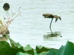 《残荷》——丁泳——《诗韵摇篮》征稿——都市头条