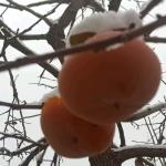 【荣耀中国】文学社*乙巳年孟冬初雪诗词二则作者/周效仁（山东临沂）