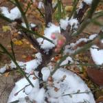 【荣耀中国】文学社*乙巳年孟冬初雪诗词二则作者/周效仁（山东临沂）
