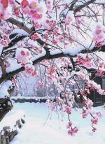 李向前(陕西)历年咏雪连载十