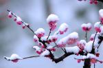 同题诗·雪颂   作者   刘开宁  乔维祖  润奶  于金奎  李刚  钟耕玺  李连庆  张满海  云卷云舒  张华兴   北京头条
