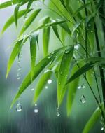 雨夜蛙火作者.隆振高