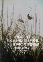 诗画连载《怪事不怪》作者宋宗友（吉林）编辑孙秀兰20251218