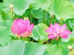 七绝·聂兰萍芳（ 中华新韵  ）藏头诗   作者/周凰