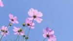 虹影儿：俘 虏（外四首）
