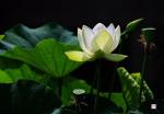 我的世界无你  文/竹林听雨