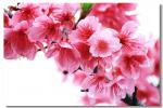 王新华佳作欣赏《七绝.樱花红四首（新韵）》