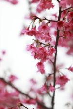 王新华佳作欣赏《七绝.樱花红四首（新韵）》