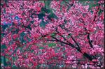 王新华佳作欣赏《七绝.樱花红四首（新韵）》
