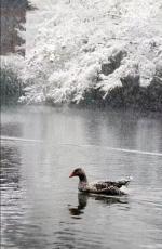 上元前暮雪