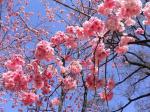 念奴娇 樱花 文/知无涯  