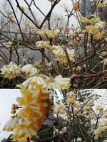常龙须老师作品：春情抒怀