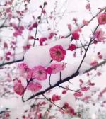 【荣耀中国】七绝·看红梅有感杨明才（山西）