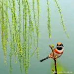 翠柳【雅韵流芳】诵/玉华