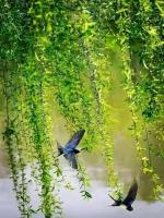 翠柳【雅韵流芳】诵/玉华