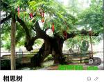 诗词:七言.铜陵风光  三首(下)  作者:刘东柏   主播：陈丽娟