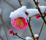 梅雪